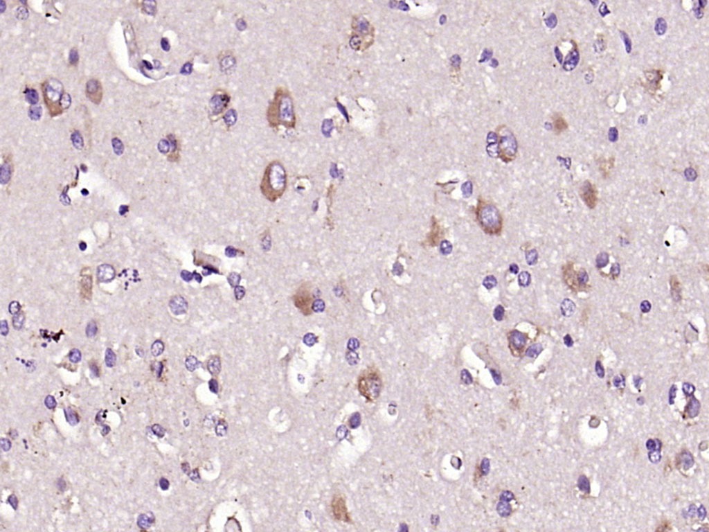 Anti-C-Kit Polyclonal Antibody