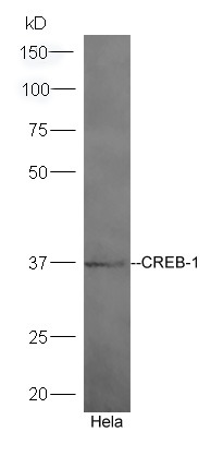 Anti-CREB1 Polyclonal Antibody