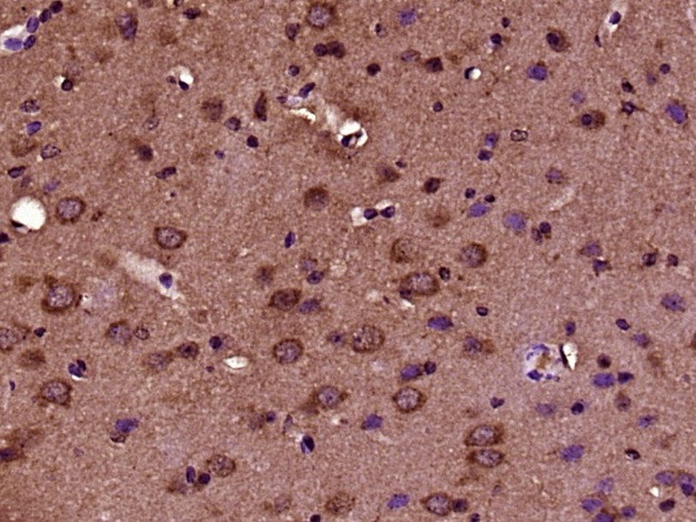 Anti-CRB2 Polyclonal Antibody