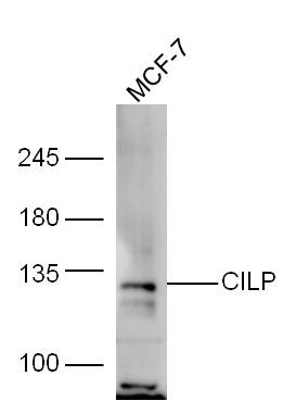 Anti-CILP Polyclonal Antibody