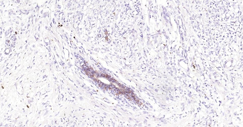 Anti-C-Kit Antibody (7A806)