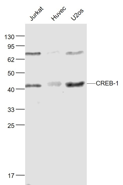 Anti-CREB1 Antibody (3J147)