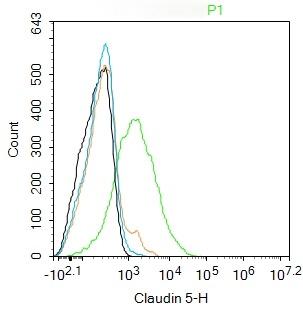 Anti-Claudin-5 Polyclonal Antibody