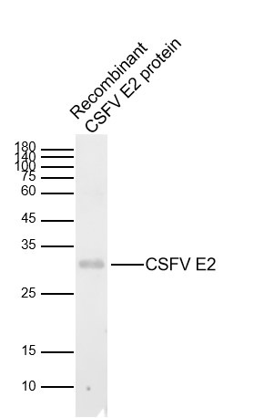 Anti-CSFV E2 Polyclonal Antibody 2