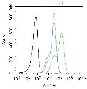 Anti-CDK2 Polyclonal Antibody