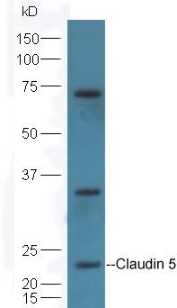 Anti-Claudin-5 Polyclonal Antibody