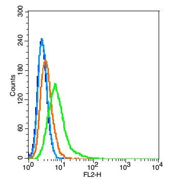 Anti-CLEC4E Polyclonal Antibody