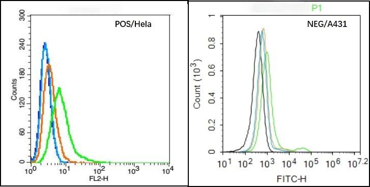Anti-CLEC4E Polyclonal Antibody
