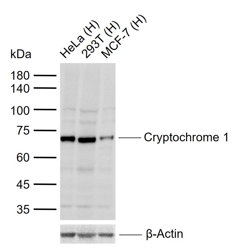 Anti-CRY1 Polyclonal Antibody