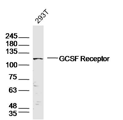 Anti-CSF3R/G-CSFR Polyclonal Antibody