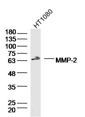 Anti-MMP-2 Polyclonal Antibody 2