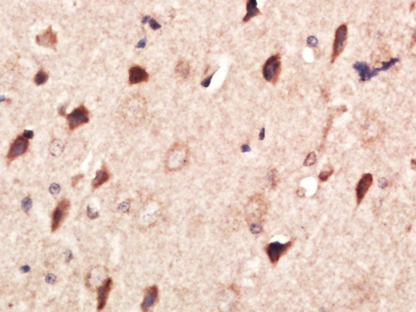 Anti-MMP-2 Polyclonal Antibody