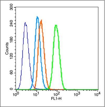 Anti-MMP-2 Polyclonal Antibody