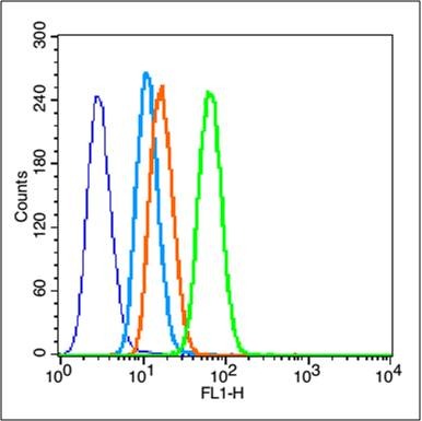 Anti-MMP-2 Polyclonal Antibody