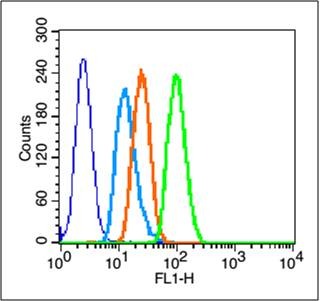 Anti-GPR30 Polyclonal Antibody