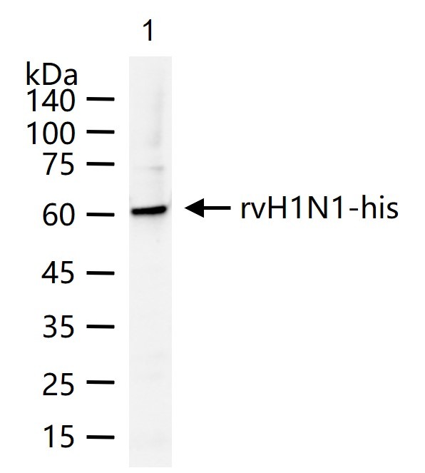 Anti-H1N1 Matrix Protein 1 Polyclonal Antibody