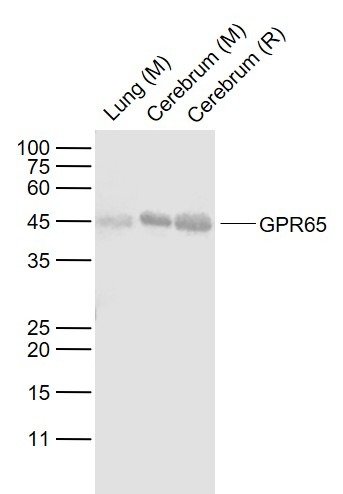 Anti-GPR65 Polyclonal Antibody