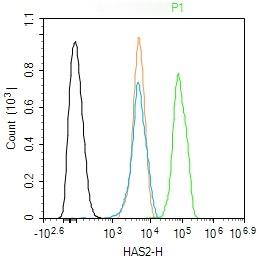 Anti-HAS2 Polyclonal Antibody