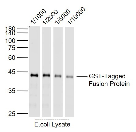 Anti-GST Tag Polyclonal Antibody