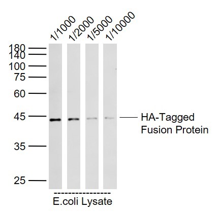 Anti-HA Tag Polyclonal Antibody