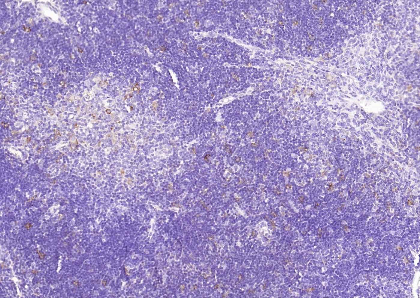 Anti-HMOX1 Antibody (9D115)