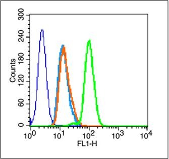 Anti-GPR30 Polyclonal Antibody 2