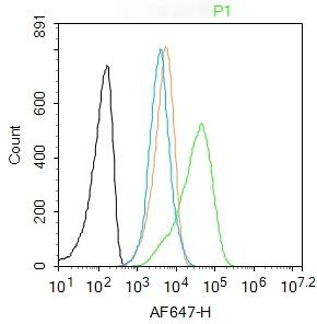 Anti-GPR30 Polyclonal Antibody
