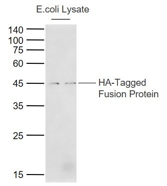 Anti-HA Tag Polyclonal Antibody