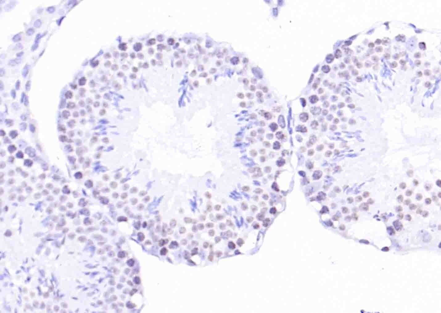 Anti-H2AFX Polyclonal Antibody
