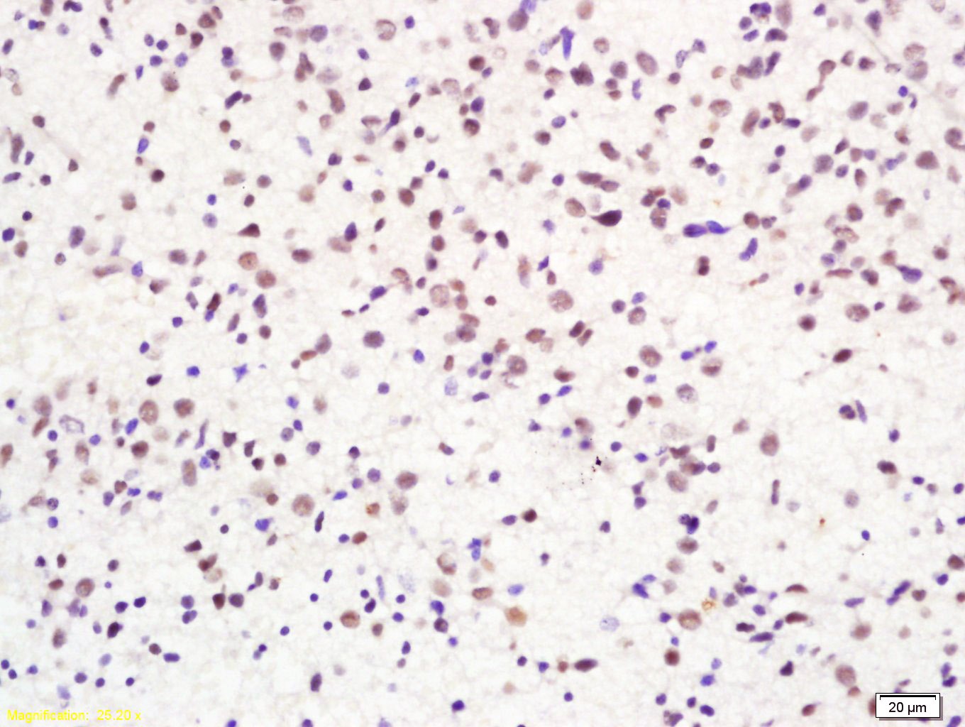 Anti-H2AFX Polyclonal Antibody