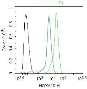 Anti-HOXA10 Polyclonal Antibody