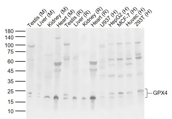 Anti-GPX4 Polyclonal Antibody