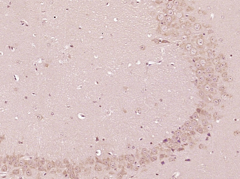 Anti-HO-1 Polyclonal Antibody