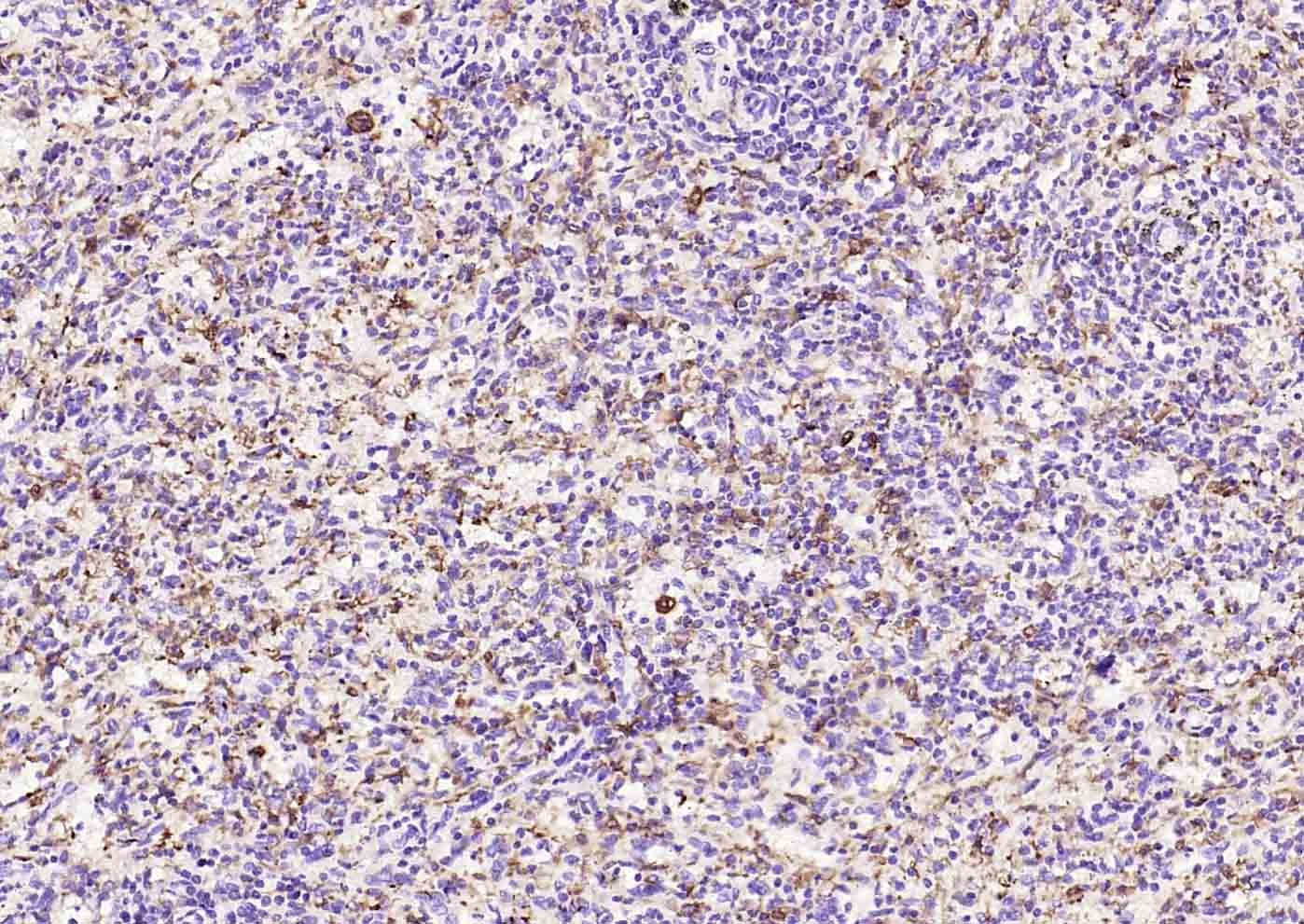 Anti-HMOX1 Antibody (9D115)
