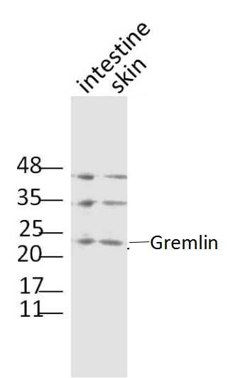 Anti-Gremlin-1 Polyclonal Antibody
