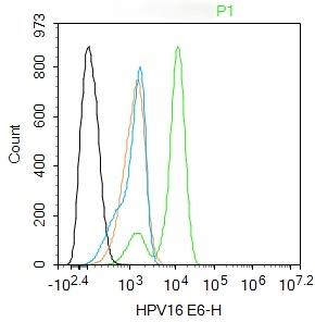 Anti-HPV16 E6 Polyclonal Antibody 2