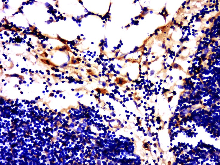 Anti-GPR84 Polyclonal Antibody 2