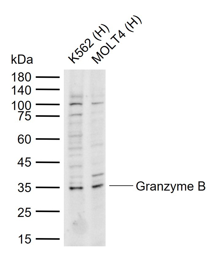 Anti-Granzyme B Polyclonal Antibody