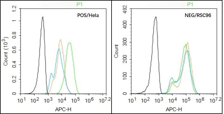 Anti-HPV16 E7 Polyclonal Antibody 3