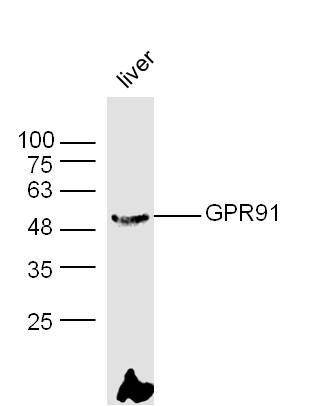 Anti-GPR91 Polyclonal Antibody