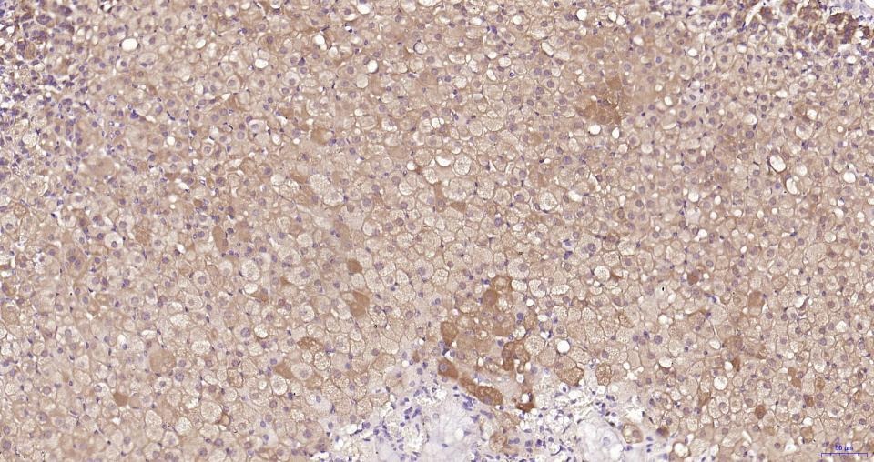 Anti-GPX4 Antibody (1B328)