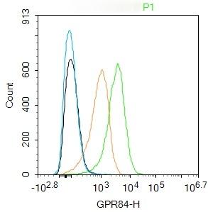 Anti-GPR84 Polyclonal Antibody 2