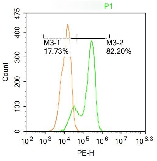 Anti-HPV16 E7 Polyclonal Antibody 3