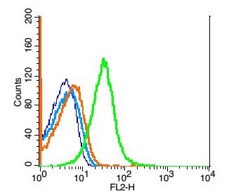 Anti-GPR84 Polyclonal Antibody 2