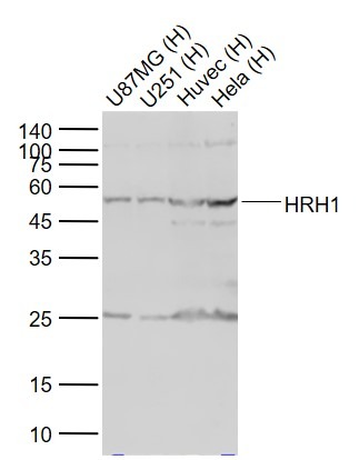 Anti-HRH1 Polyclonal Antibody