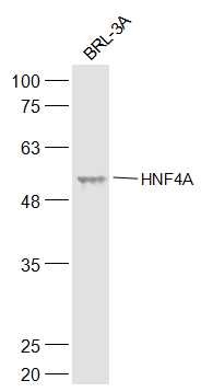 Anti-HNF4A Polyclonal Antibody