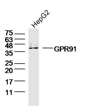 Anti-GPR91 Polyclonal Antibody