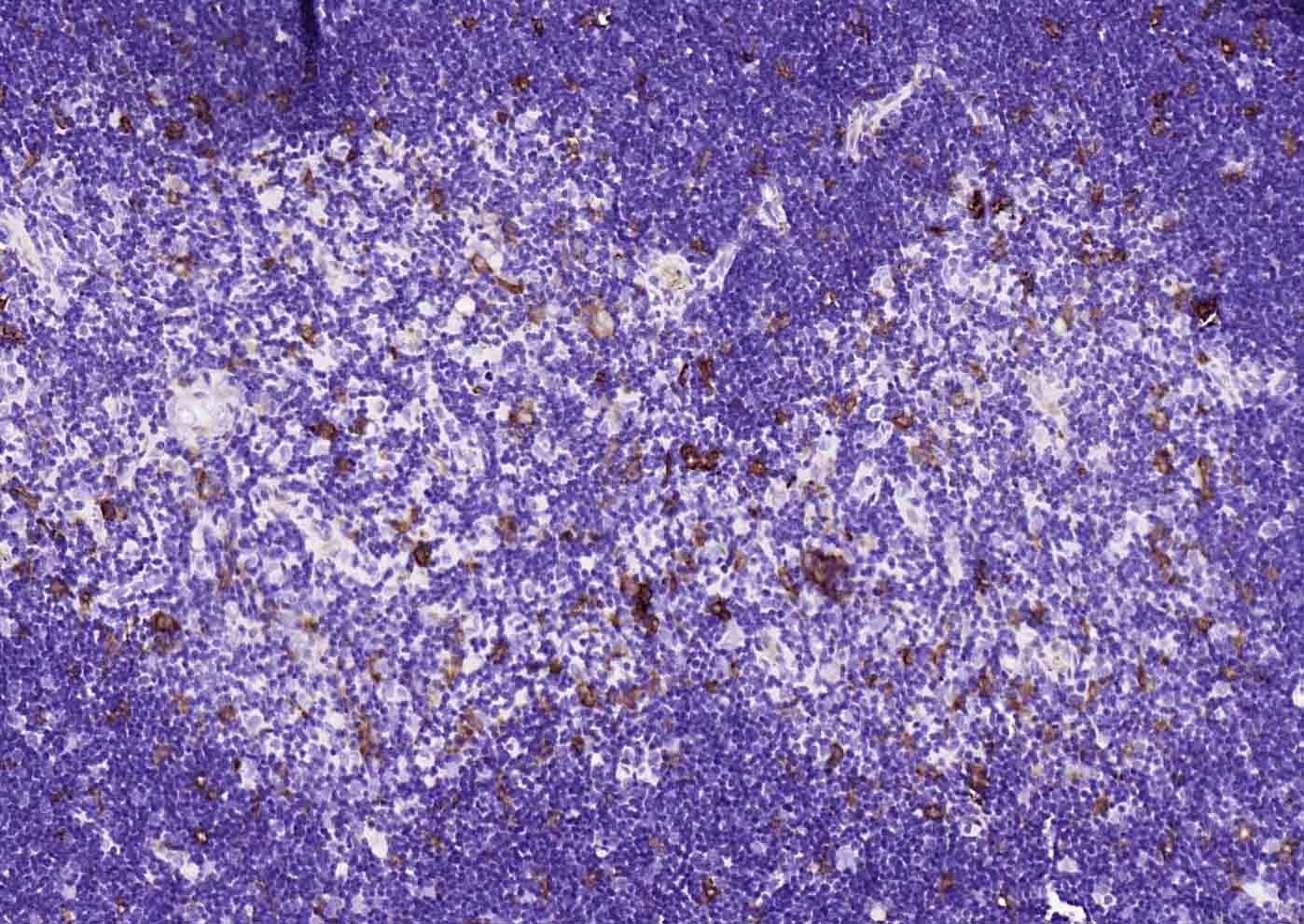 Anti-HMOX1 Antibody (9D115)