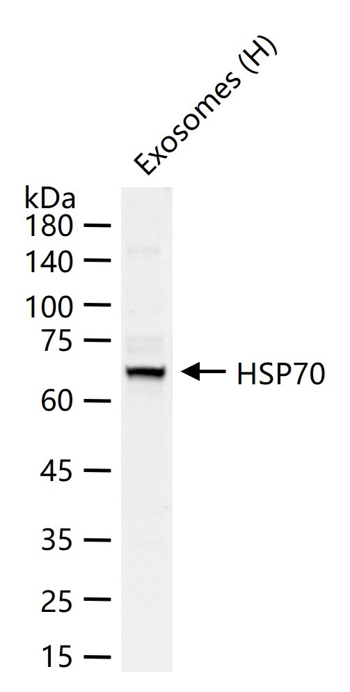 Anti-HSP70 Polyclonal Antibody