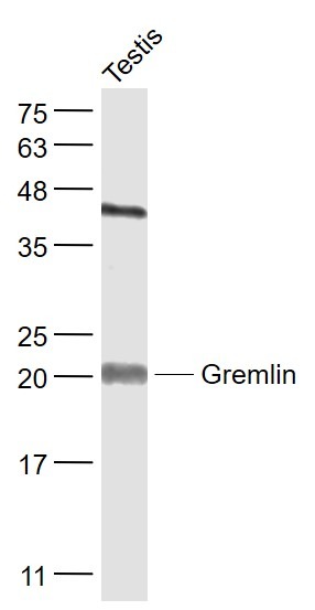 Anti-Gremlin-1 Polyclonal Antibody
